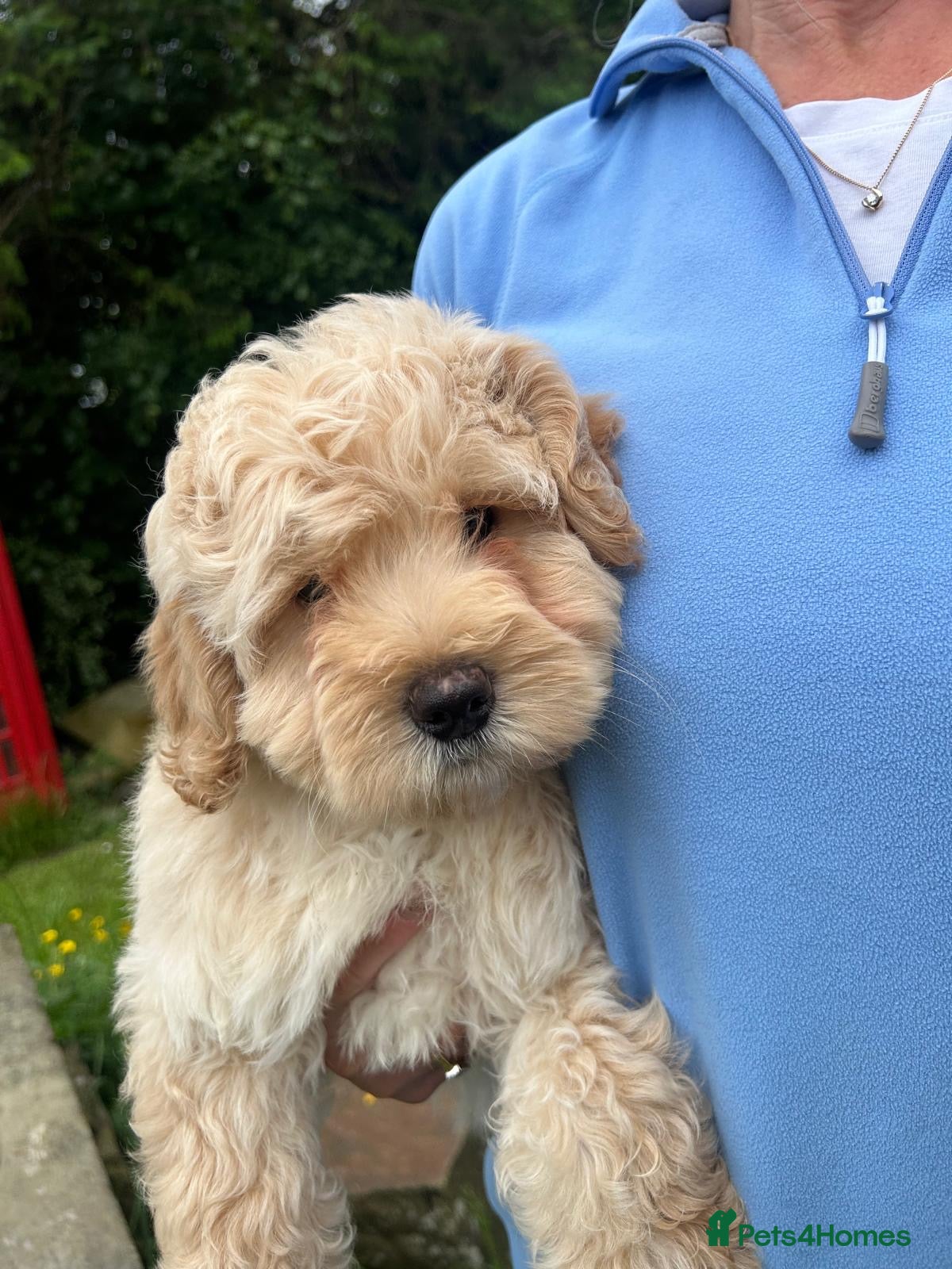 Labradoodle dogs Beautiful Vet health checked Labradoodle Puppies  - Advert 1