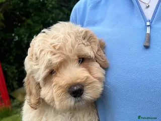 Labradoodle dogs Beautiful Vet health checked Labradoodle Puppies - Advert 1
