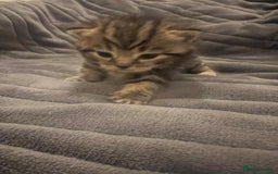 British Shorthair cats for sale: 4 Beautiful British Shorthair cross Kittens  - Image 33
