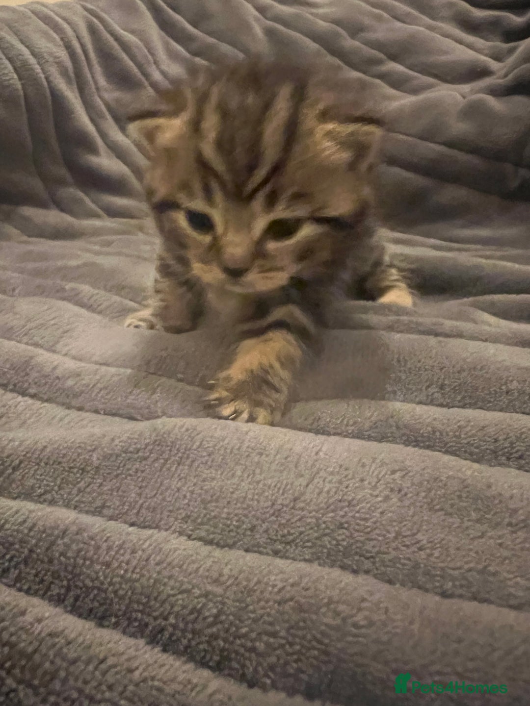 British Shorthair cats for sale: 4 Beautiful British Shorthair cross Kittens  - Image 33