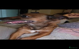 Mixed Breed dogs for sale: 2 female older dogs  - Image 8