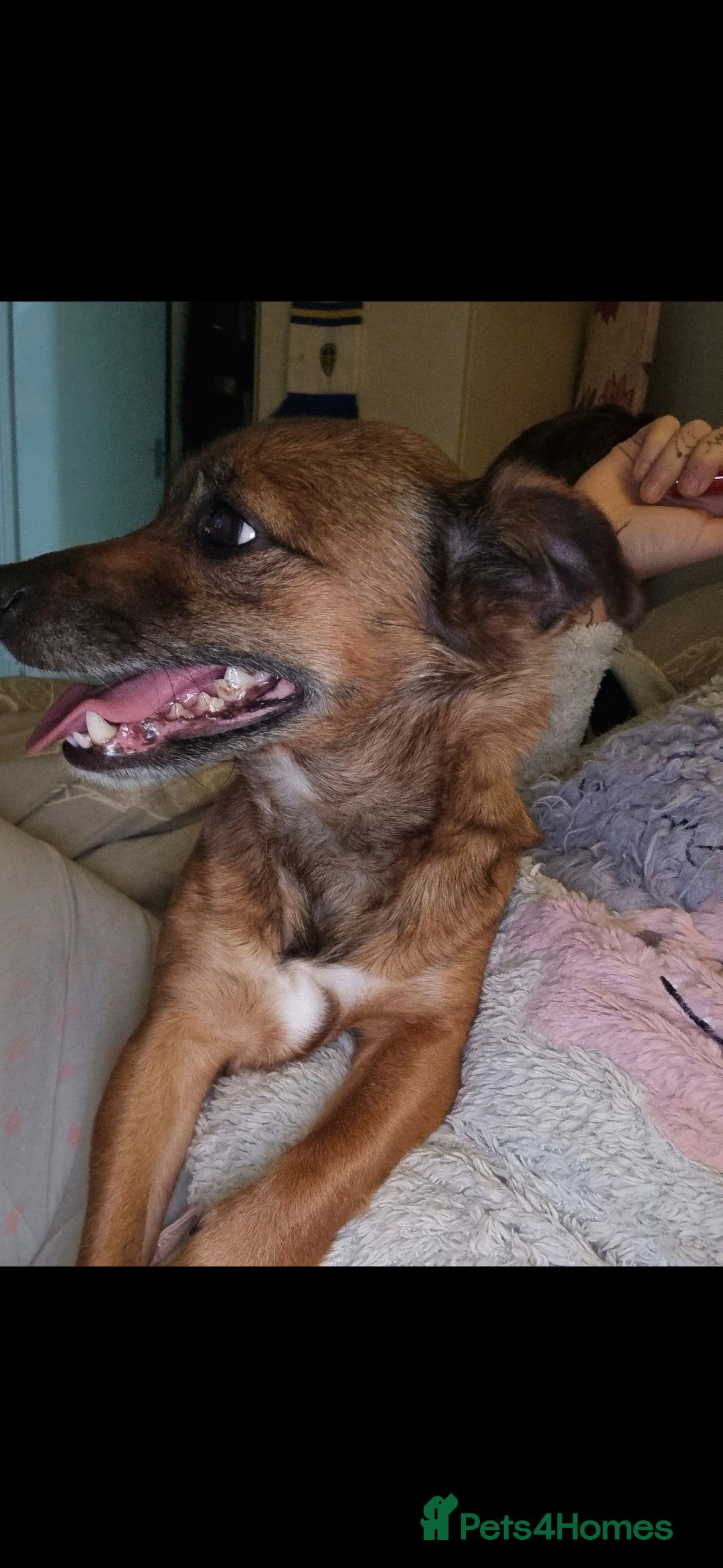 Mixed Breed dogs for sale: 2 female older dogs  - Image 8