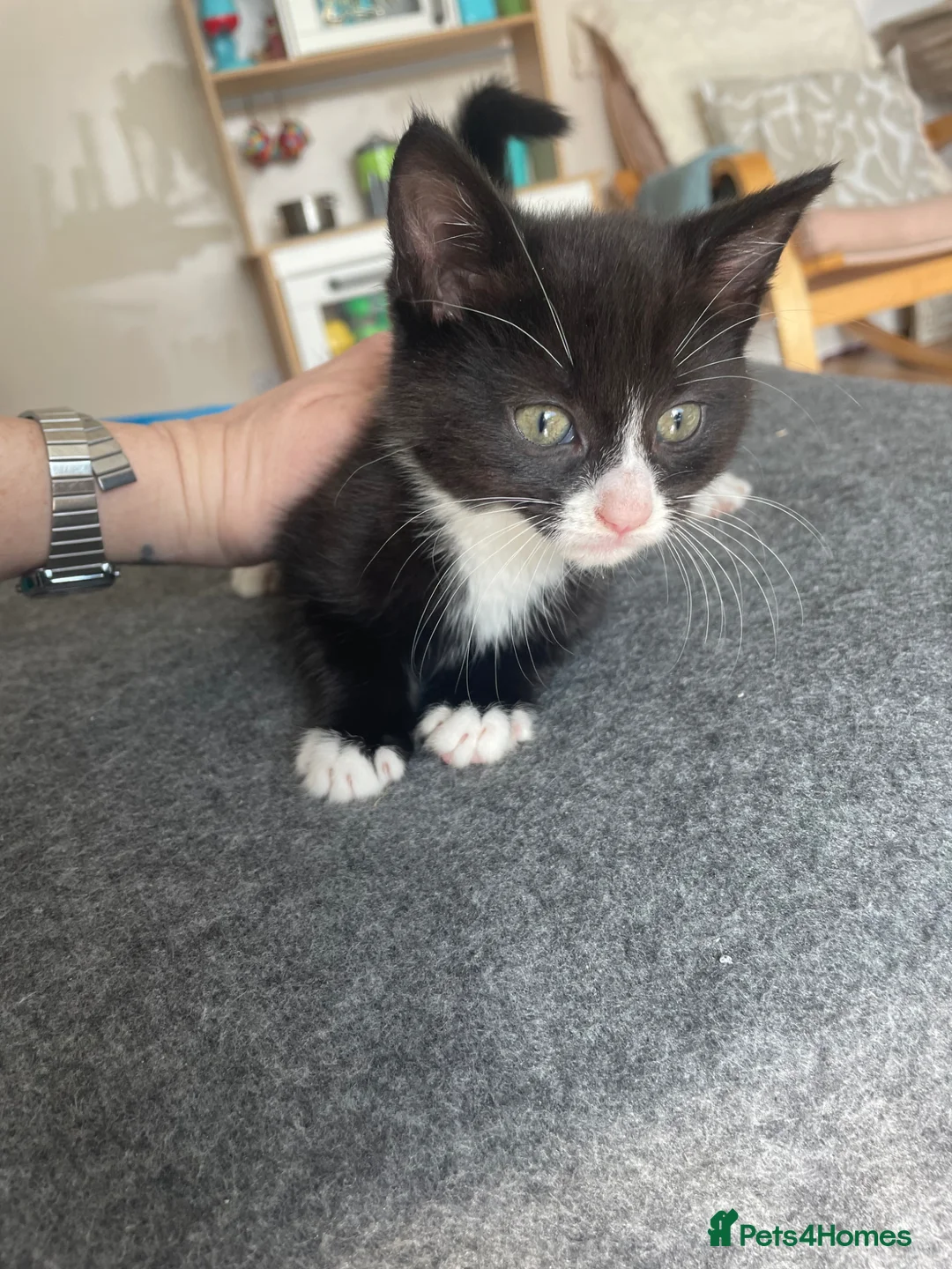 Mixed Breed cats for sale: Two beautiful playful female tuxedo kittens.  in Uxbridge - Advert 6