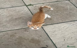 Domestic Shorthair cats for sale: Kittens For Sale – Ready to Join Your Home! - Image 9