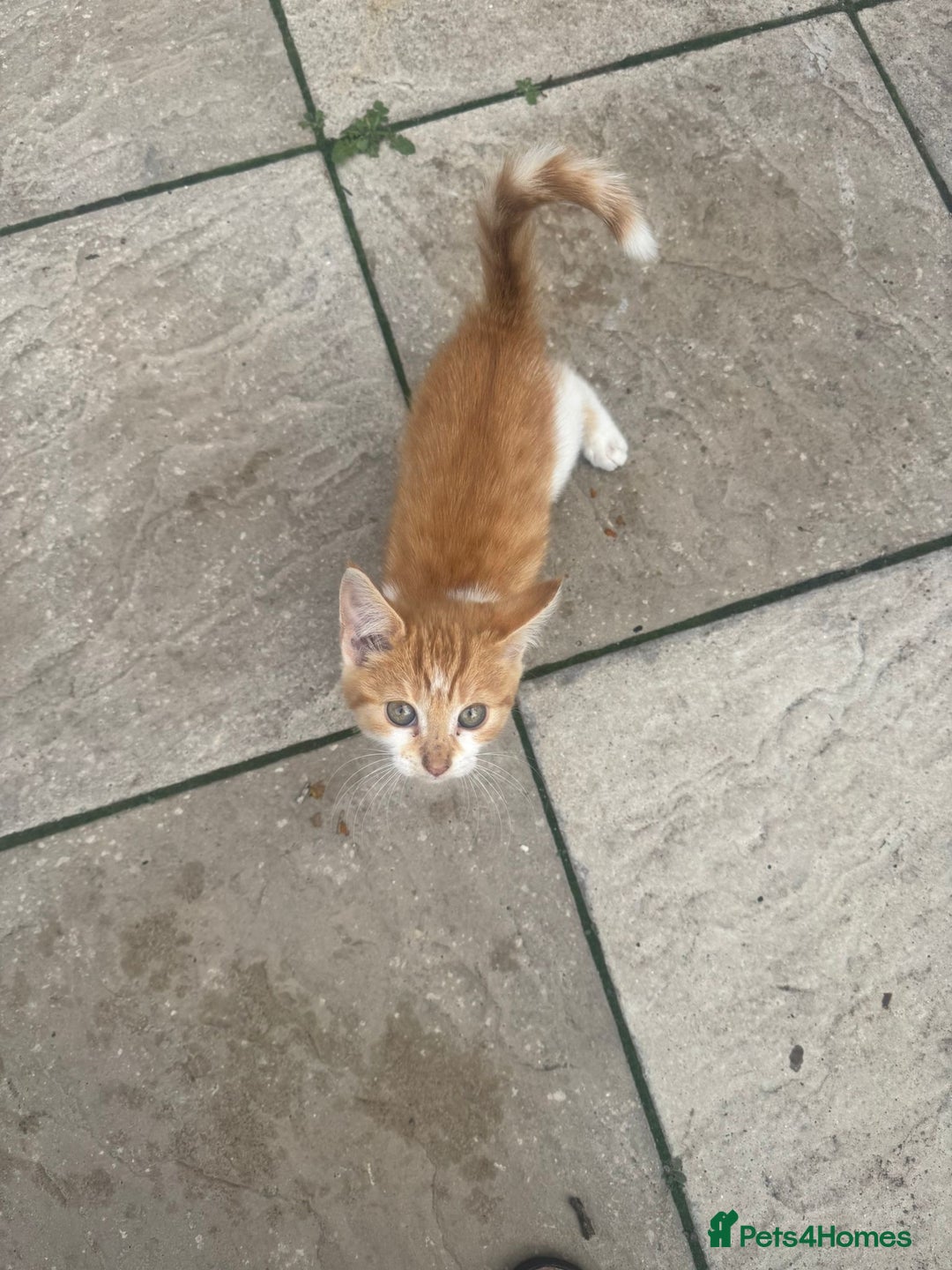 Domestic Shorthair cats for sale: Kittens For Sale – Ready to Join Your Home! - Image 9