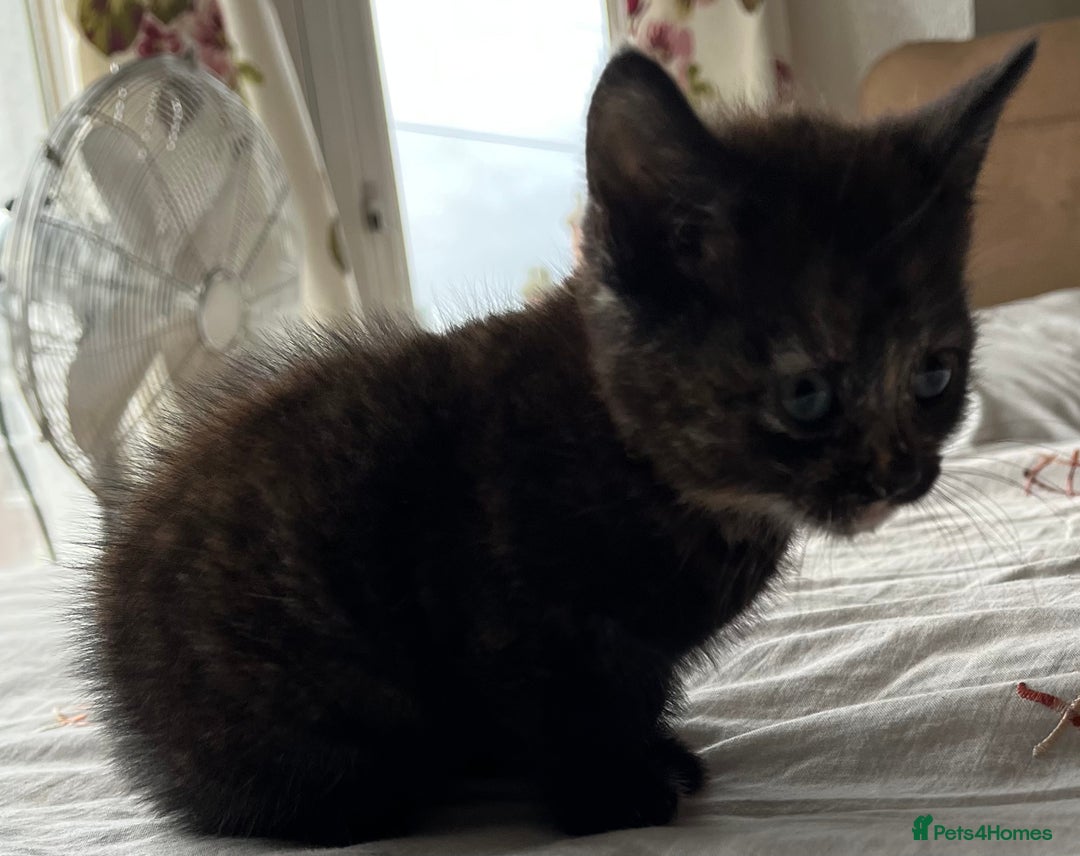 Mixed Breed cats for sale: 5 beautiful kittens  - Advert 3