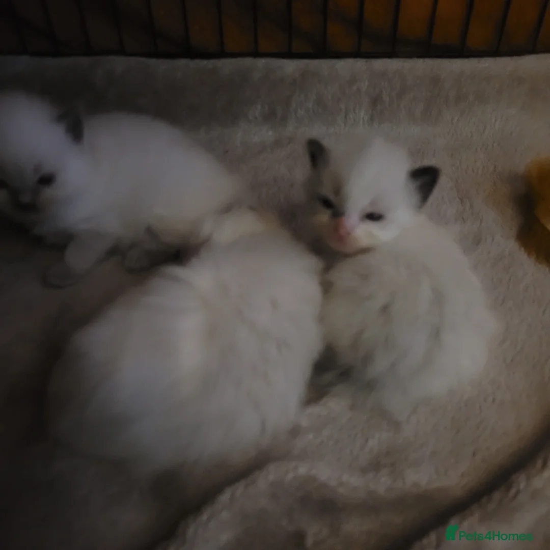 Ragdoll cats for sale: Ragdoll kittens for sale  - Advert 15
