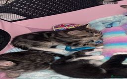 Mixed Breed cats for sale: 2 beautiful kittens left mixed breed - Image 5