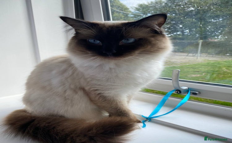 Ragdoll cats in Kirkcaldy - Advert 1