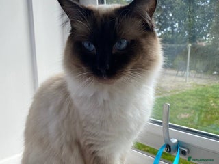 Ragdoll cats in Kirkcaldy - Advert 1