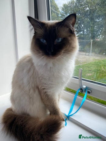 Ragdoll cats Regdoll in Kirkcaldy - Advert 1