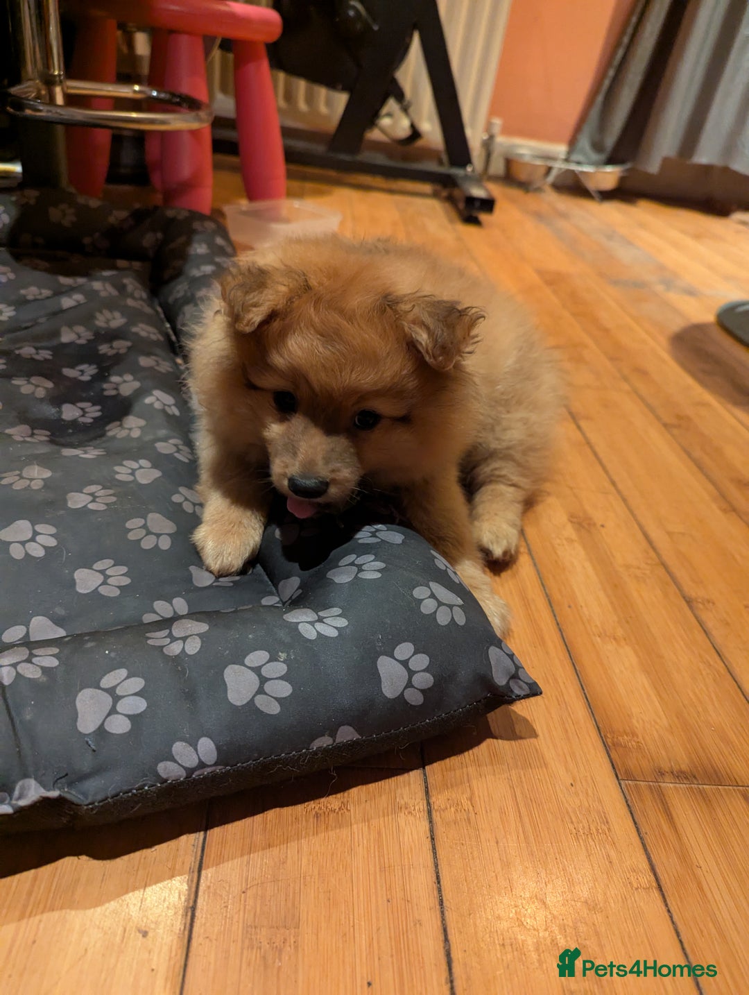 Pomeranian dogs for sale: 2 LEFT!! Purebred Cute fluffy Pomeranian Puppies! - Image 25