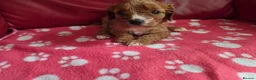 Cavapoo dogs for sale: F1 cavapoos  - Advert 19