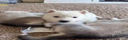 Utonagan dogs for sale: Malamute/Siberian Husky puppies in Swindon - Advert 9