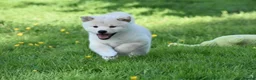 Japanese Shiba Inu dogs for sale: Exceptional Japanese Shiba Inu Puppies - Advert 38