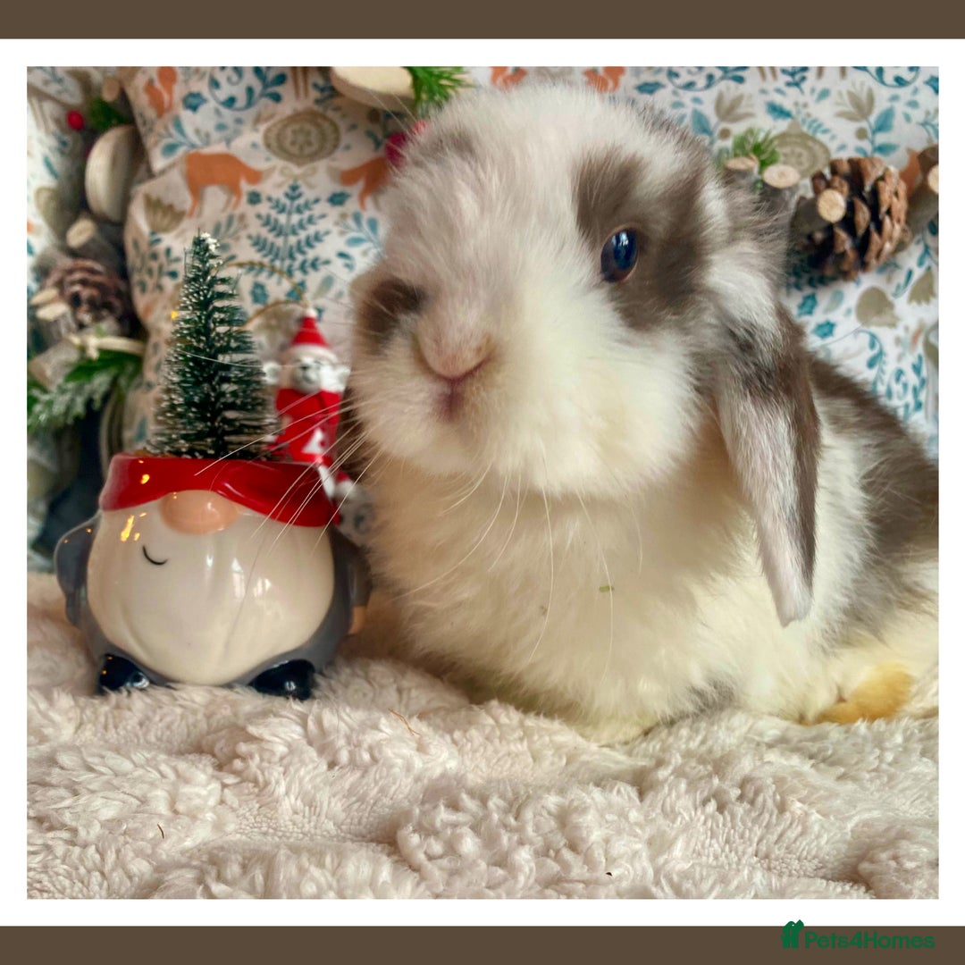 Mini Lop rabbits for sale: Pure bred Mini Lops - Advert 10