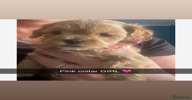 Mixed Breed dogs - Advert 5