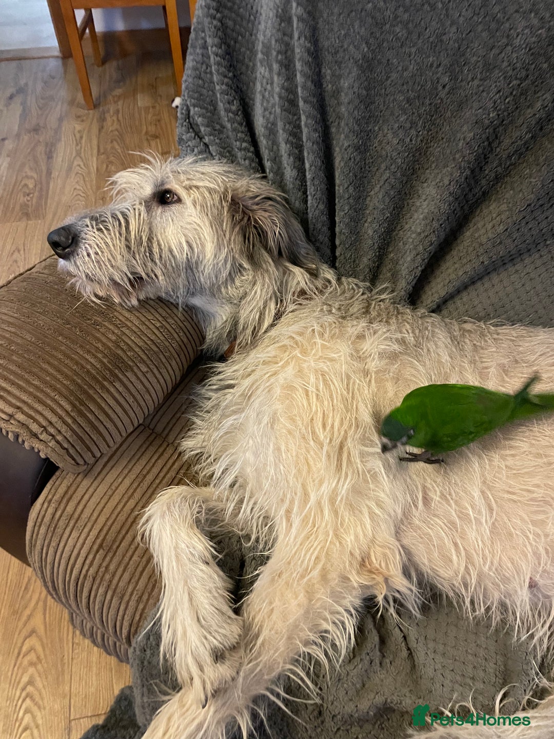 Irish Wolfhound dogs for sale: Irish Wolfhound full pedigree puppies for sale  - Advert 4