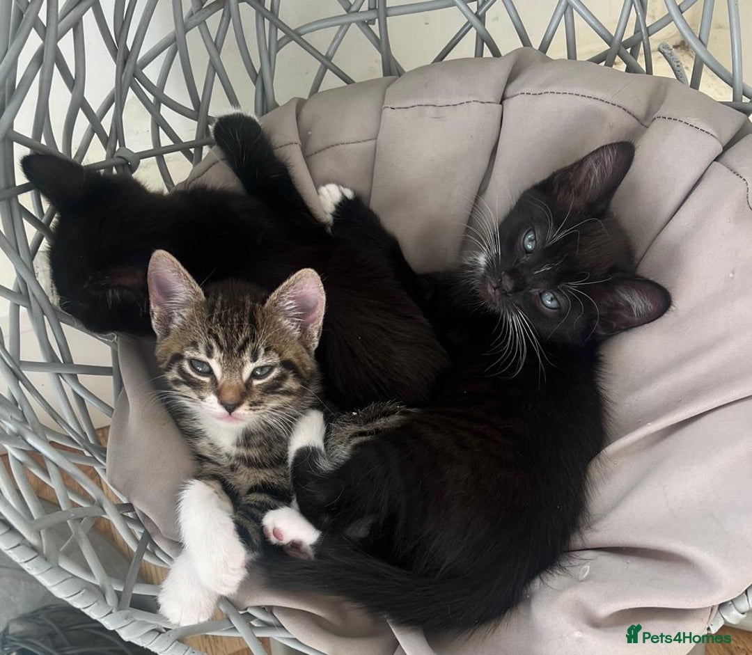 Mixed Breed cats for sale: Gorgeous Kittens - Image 6