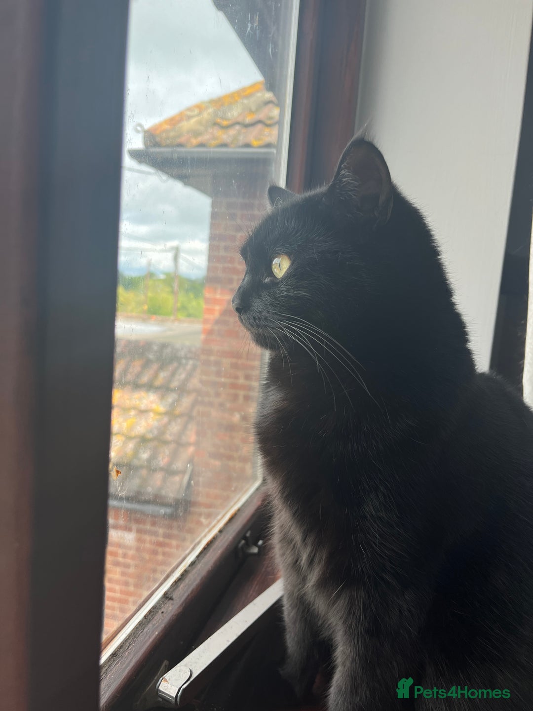 Mixed Breed cats for sale: 2 black cats mother and son - Advert 8