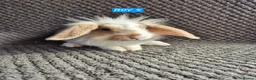 Mini Lion Lop rabbits for sale: Mini Lion Lop Bunnies - Advert 4