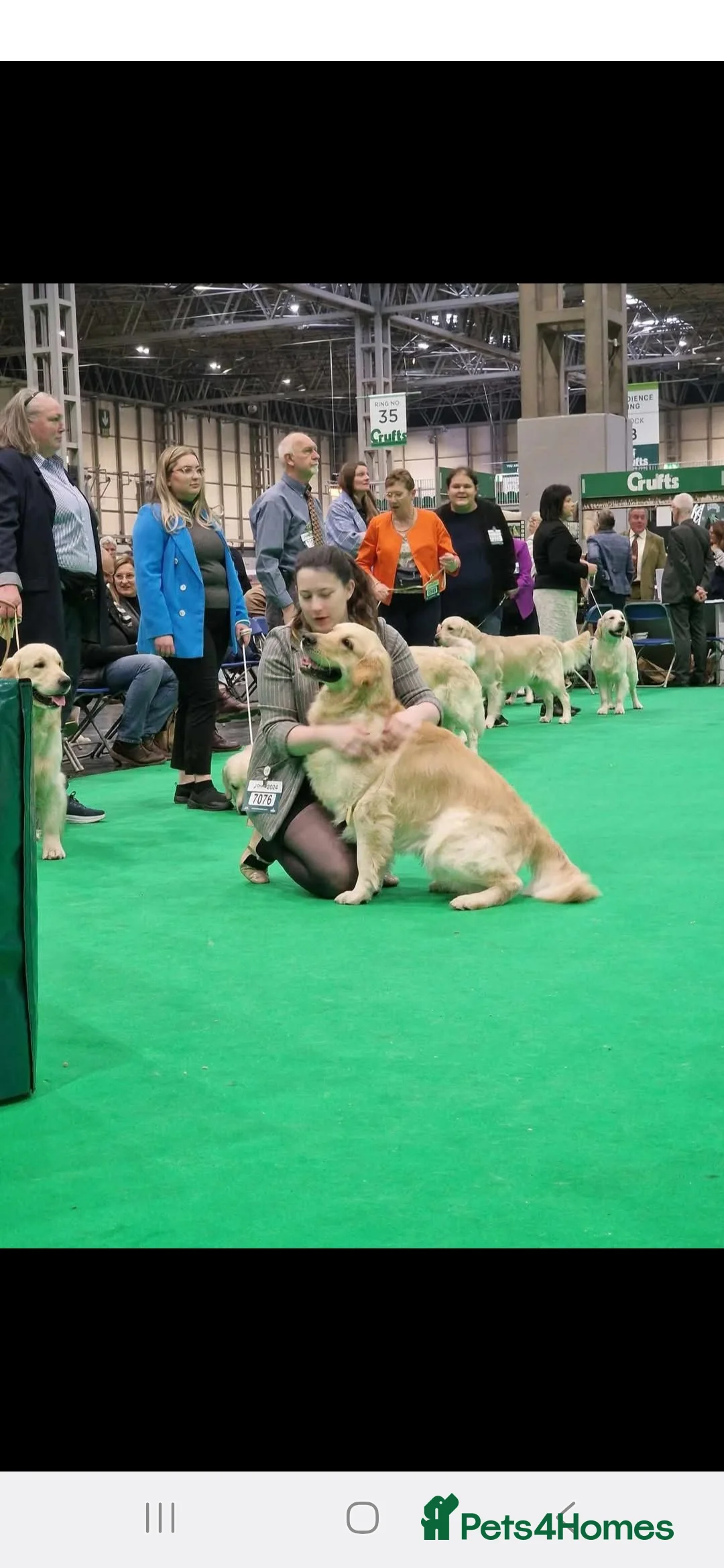 Golden Retriever dogs for sale: Beautiful male golden retriever  - Advert 6