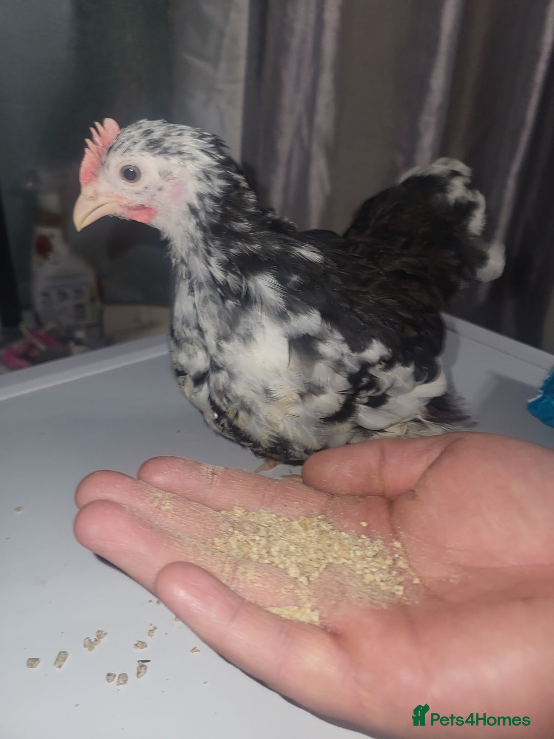 Chickens poultry for sale: Beautiful unsexed batam chickens - Advert 5