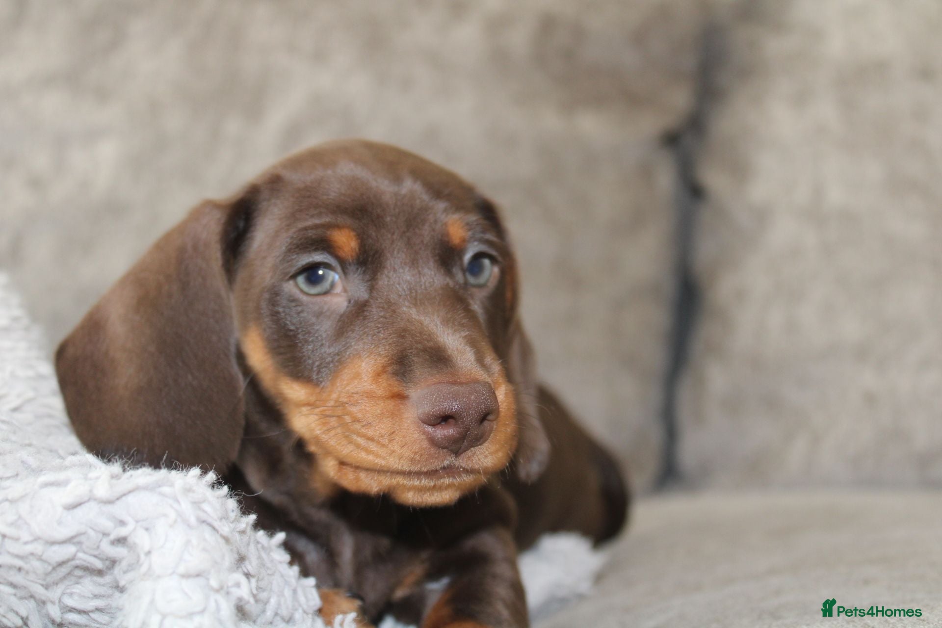 Miniature Dachshund dogs Miniature dachshund boy - Advert 1