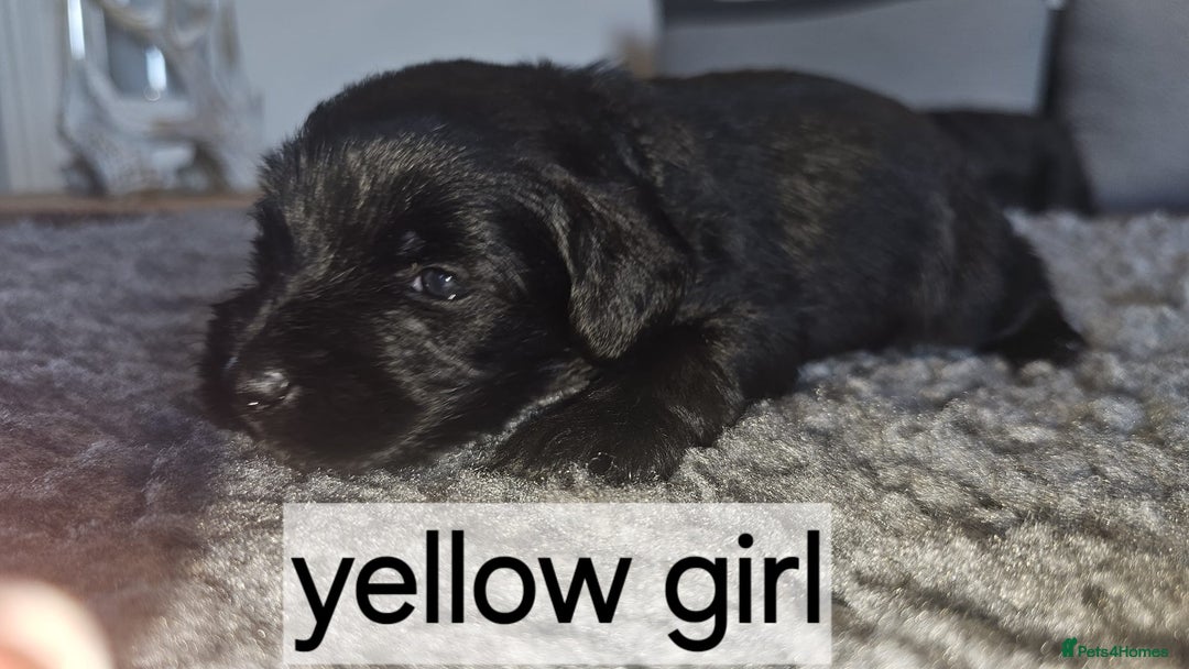 Miniature Schnauzer dogs for sale: Miniature Schnauzer puppies - Image 7