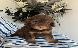Cockapoo dogs for sale: Cockapoo puppies F1/F1b. Health tested ready soon  - Image 6