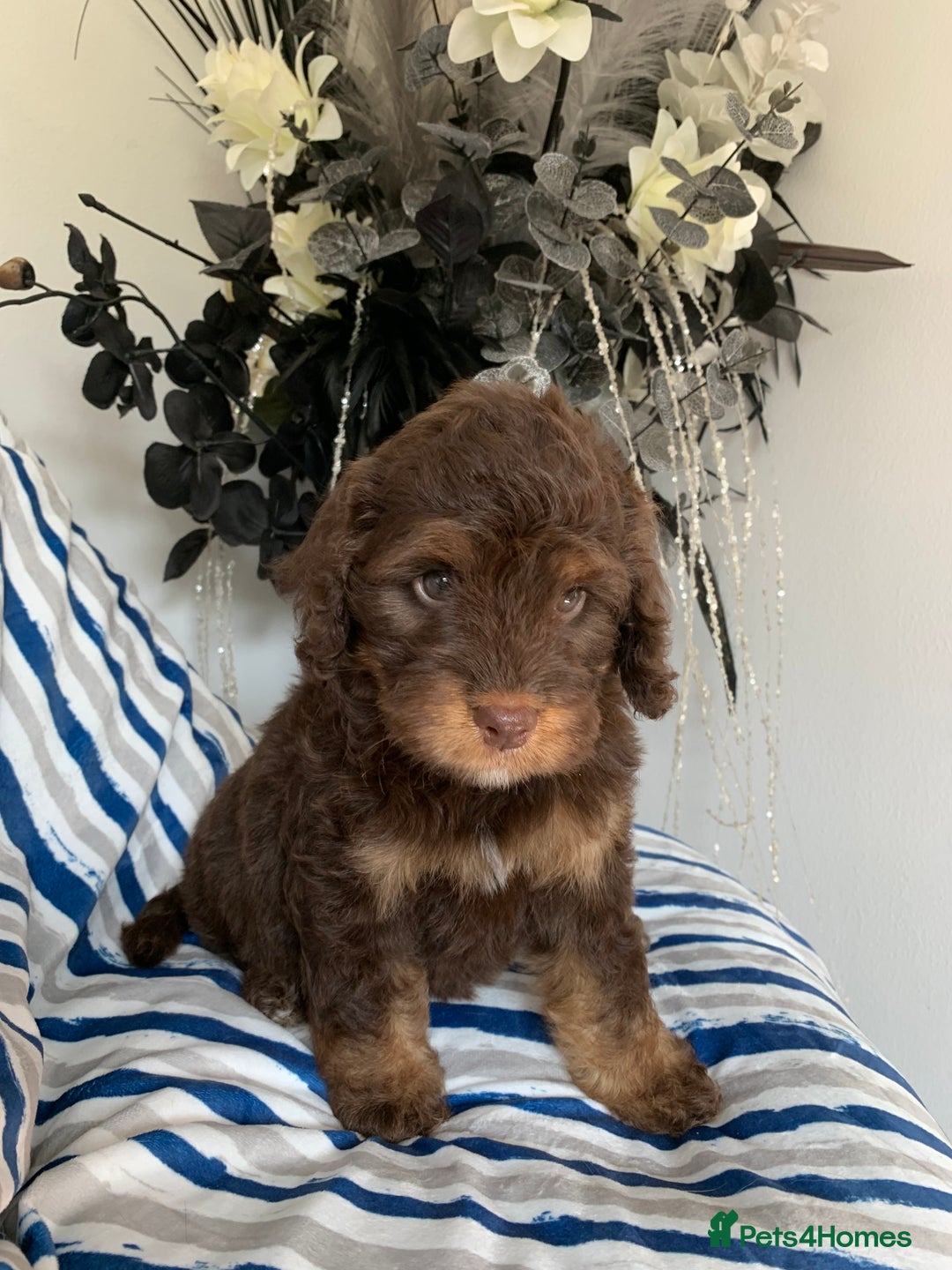 Cockapoo dogs for sale: Cockapoo puppies F1/F1b. Health tested ready soon  - Image 6