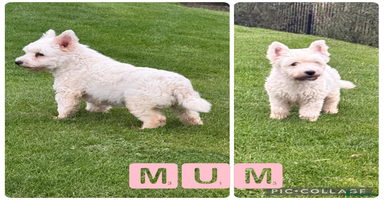West Highland Terrier dogs - Advert 10