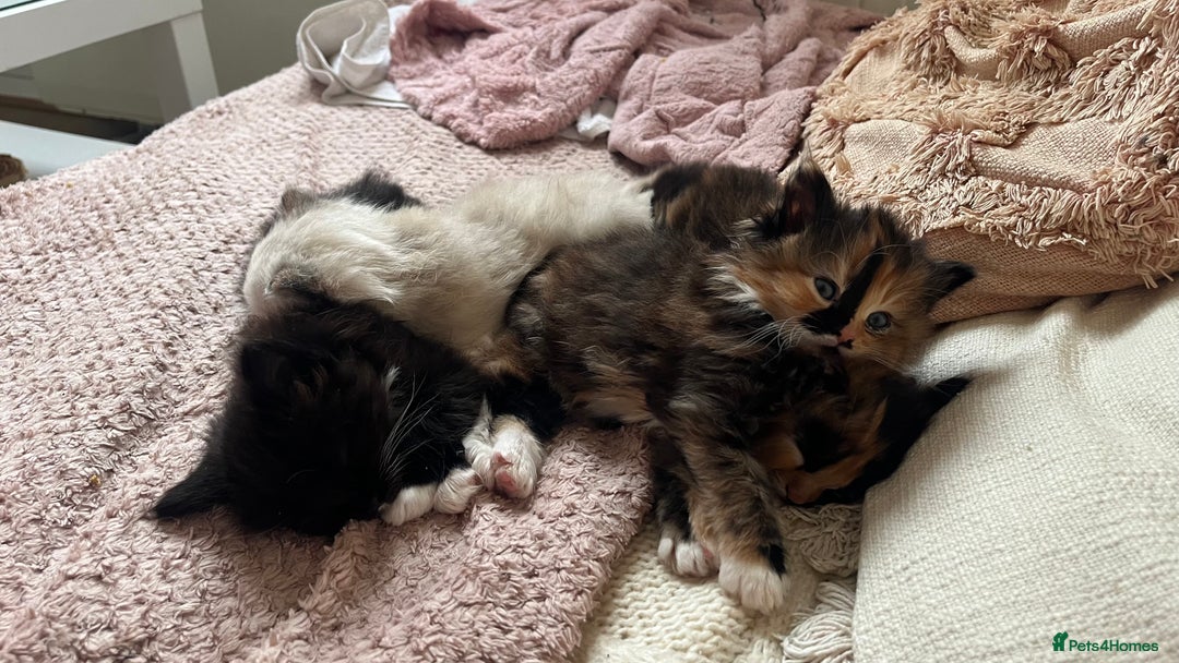 Ragdoll cats for sale:  Ragdoll Kittens- Blue Eyed, Fluffy, Very Cuddly  - Advert 3