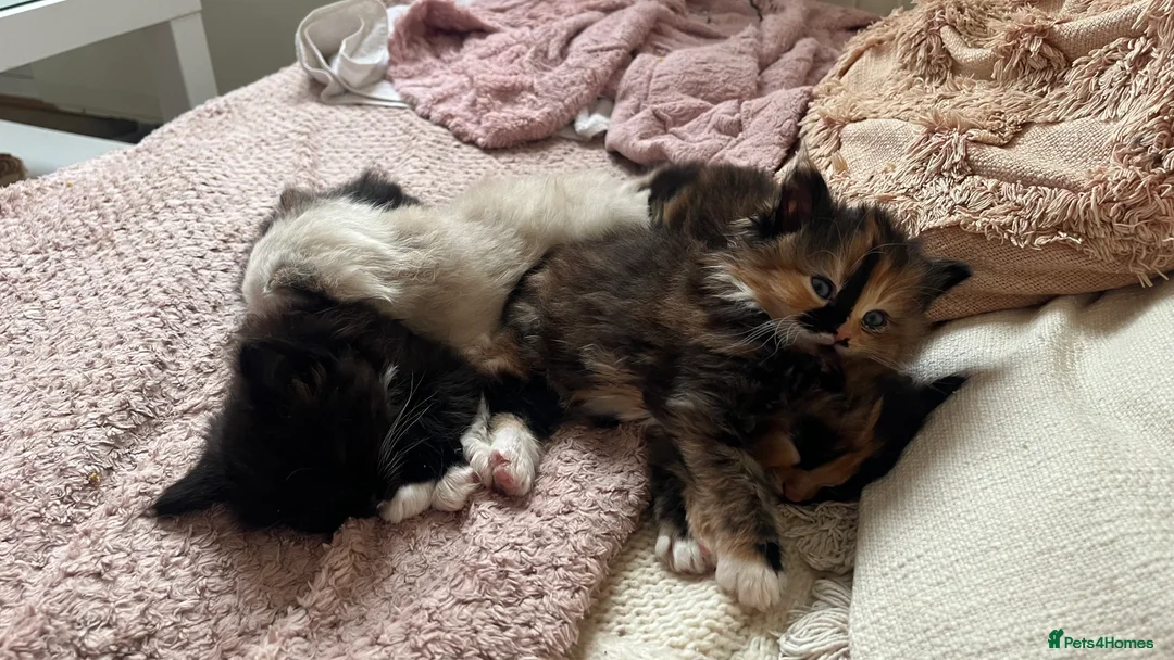 Ragdoll cats for sale:  Reserved! Ragdoll Kittens- Fluffy, Very Cuddly  - Advert 4