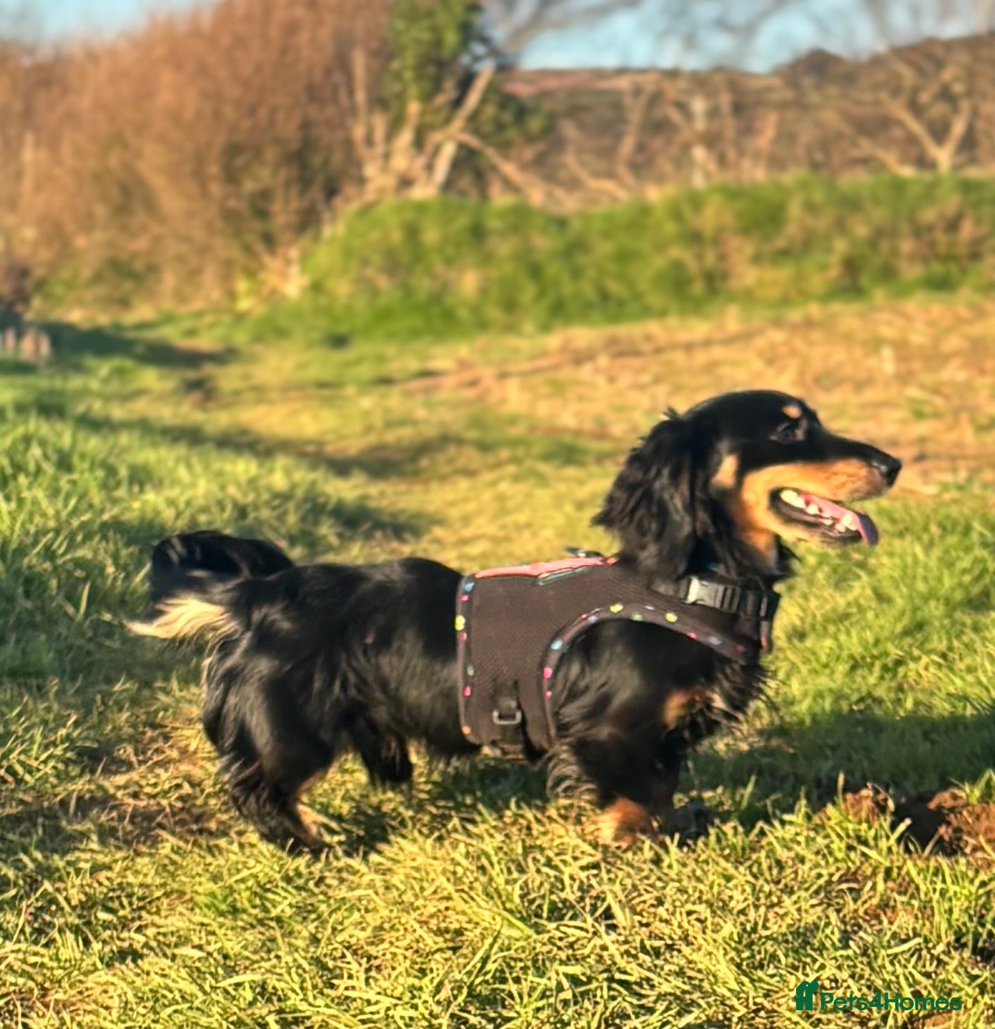 Dachshund dogs Long haired dachshund for stud  - Advert 3
