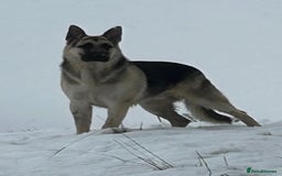 German Shepherd dogs for sale: ⚡RARE EAST EUROPEAN SHEPHERD PUPPIES AVAILABLE⚡ - Image 33