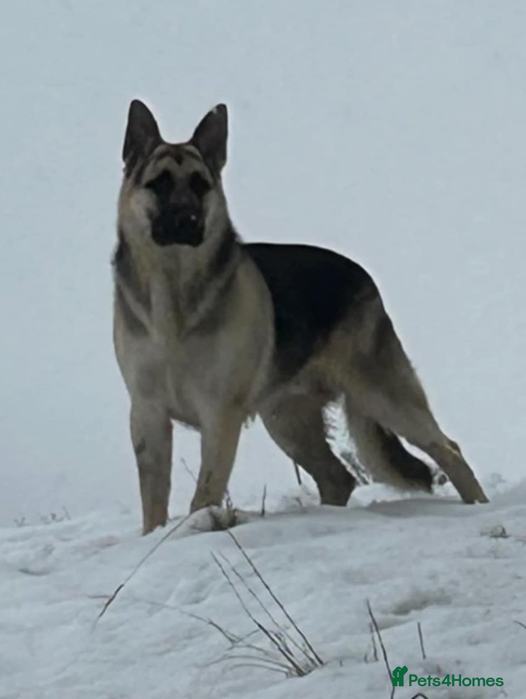 German Shepherd dogs for sale: ⚡RARE EAST EUROPEAN SHEPHERD PUPPIES AVAILABLE⚡ - Image 33