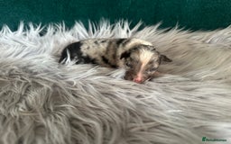 Australian Shepherd dogs for sale: Beautiful Australian Shepherds  - Image 8