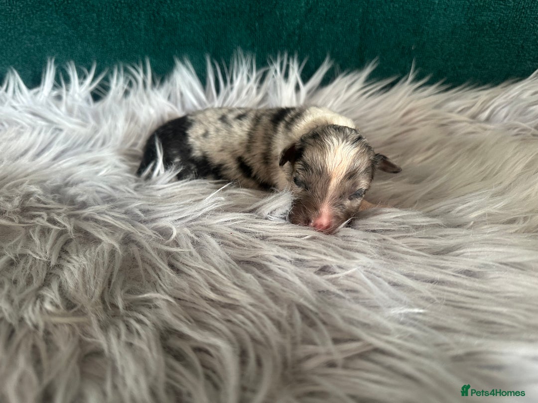 Australian Shepherd dogs for sale: Beautiful Australian Shepherds  - Image 8