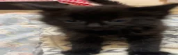 Mixed Breed cats for sale: 5 fluffy kittens looking for their forever homes  - Advert 13