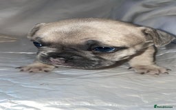 French Bulldog dogs for sale:  French Bulldog Puppies – Beautiful, Rare Colours - Image 5