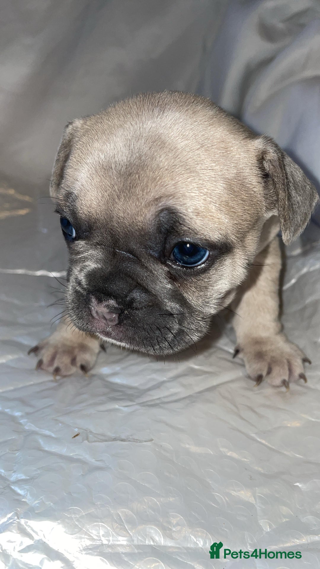 French Bulldog dogs for sale:  French Bulldog Puppies – Beautiful, Rare Colours - Image 5