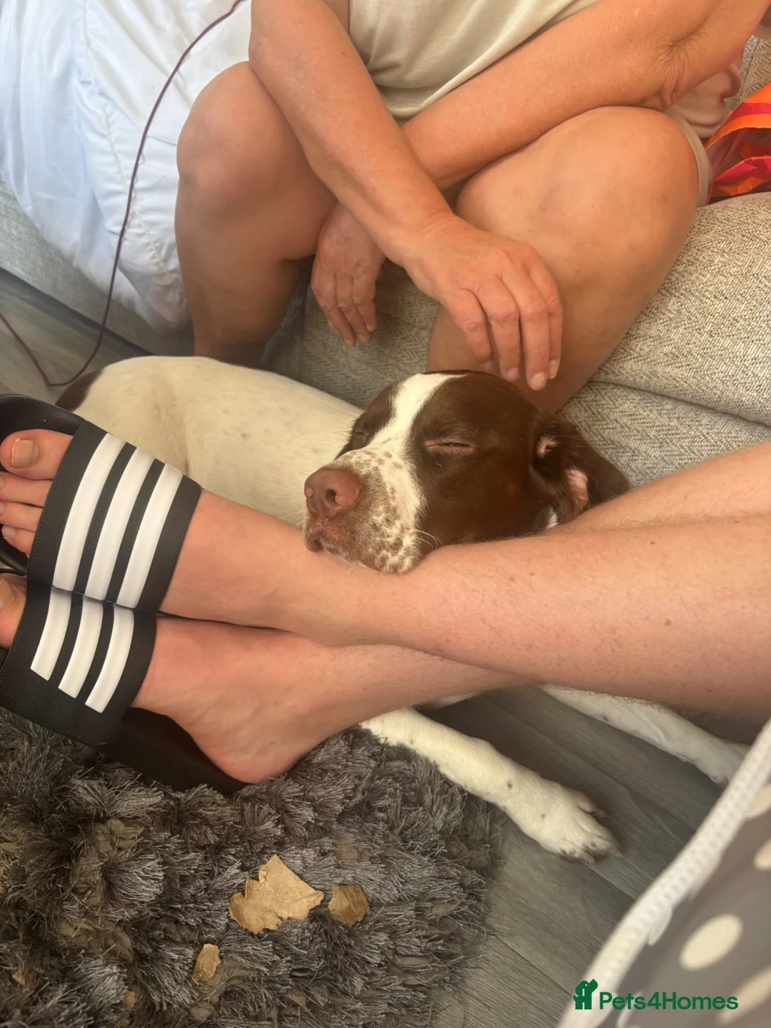 Mixed Breed dogs for sale: Springer Spaniel X Beagle Milo in Cardiff - Advert 2