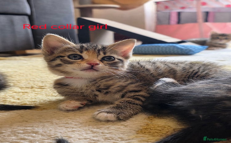 Domestic Shorthair cats - Advert 4