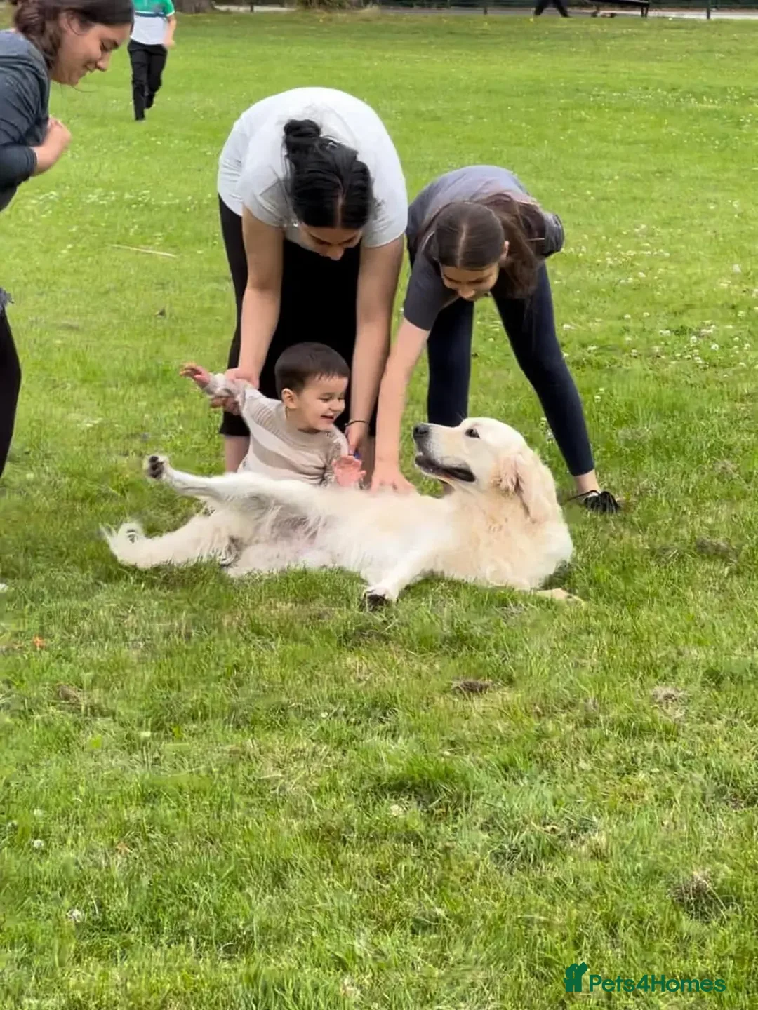 Golden Retriever dogs for stud: Kind, intelligent, fully health tested therapy dog - Advert 34