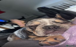 French Bulldog dogs for sale: French bulldog  - Image 17