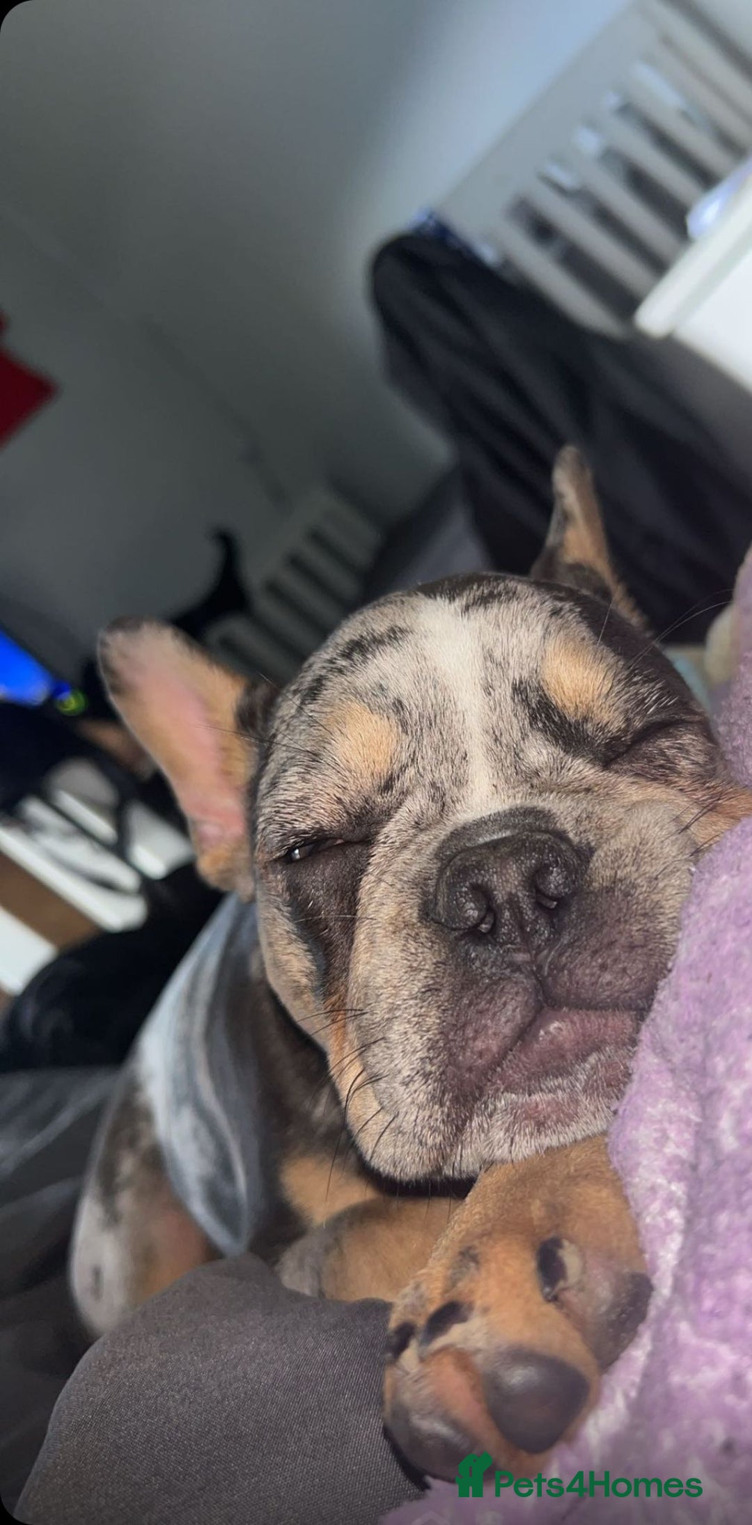 French Bulldog dogs for sale: French bulldog  - Image 17