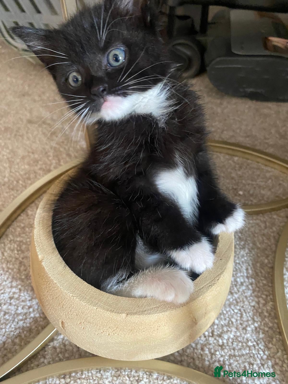 Mixed Breed cats 8 WEEK OLD - Male & Female - Advert 7