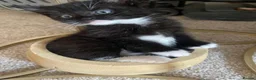 Mixed Breed cats for sale: 8 WEEK OLD - Male & Female - Advert 1