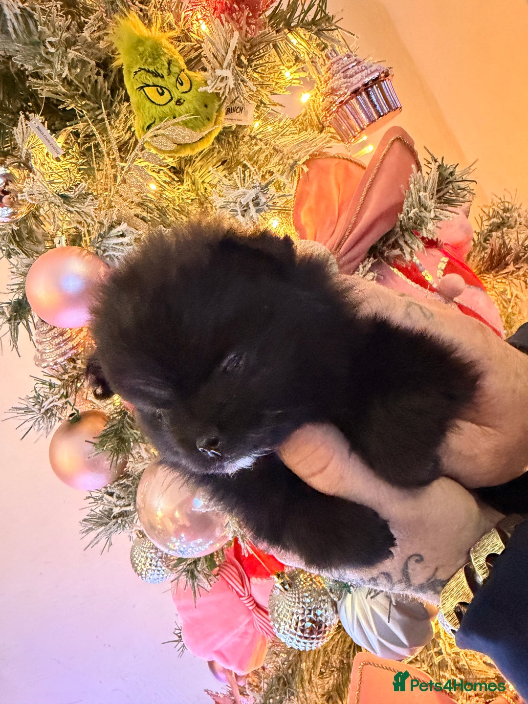 Pomeranian dogs for sale: Pomeranian puppys  - Advert 6